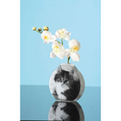 Glasvase Cat, Best.-Nr. 3032.01 Glasvase Cat