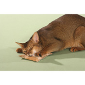 Katzenspielkissen mit Baldrian, Best.-Nr. 3235.00 Katzenspielkissen mit Baldrian